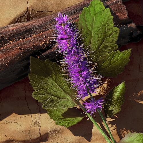 Davidoff Zino Davidoff for Men 4.2 oz EDT Spray