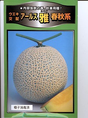 メロン　春 送料込み】高知市春野町 北村さんのマスクメロンA品 大玉2玉