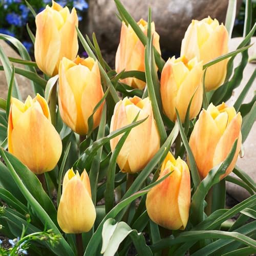 チューリップ 球根 ブライトジェム 10球 ミニチューリップの球根/国華園 25年秋商品のサムネイル