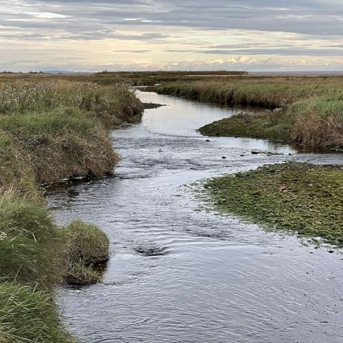 A Walk to the Stream After Rain