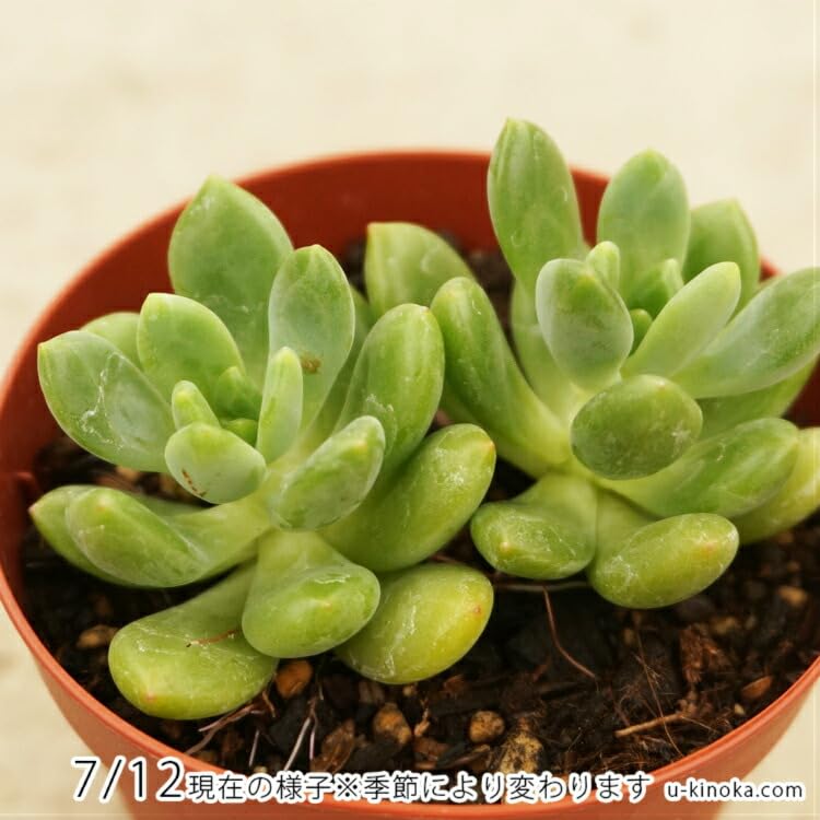 Amazon.co.jp: ハルモエ 春萌 7.5cmポット 多肉植物 セダム Sedum