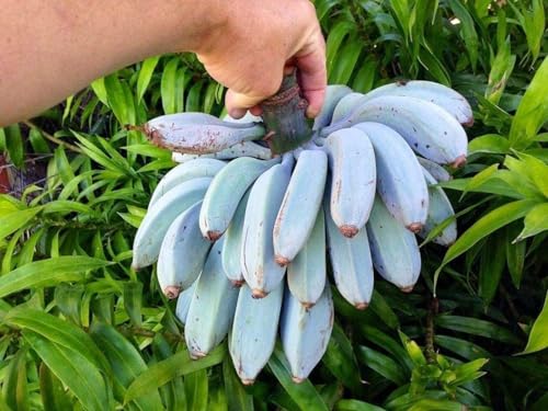 Ice Cream Banana Tree - 4 Live Starter Plants - Musa Blue Java - Edible Fruit Bearing Tree for The Patio and Garden Ice Cream Banana Tree - 4 Live Starter Plants - Musa Blue Java - Edible Fruit Bearing Tree for The Patio and Garden