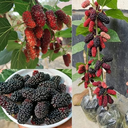 Image of All time Special Sweet And Healthy Mulberry /Shahtoot Fruit (Cutting /Grafted) Live Plant | Fruiting after 2-4 month