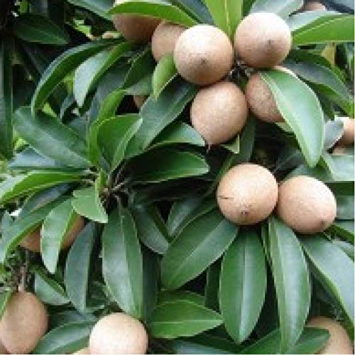 AZIZ GAZI NURSERY - Kalapati Variety Sopota (Chiku) Fruit Grafted Live Plant With Grow Bag | Sweet Tasty Fleshy Fruit-Hybrid Chikoo Grafted Chiku Healthy Live Plant (B09Y34Q6TY) Amazon Price History, Amazon Price Tracker