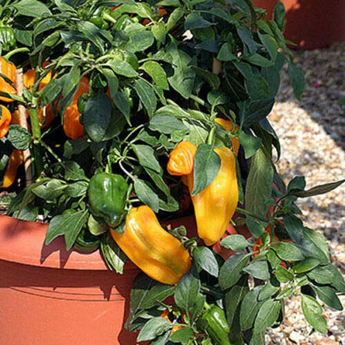 Pepper Sweet - Mohawk - 10 Seeds by Wafer