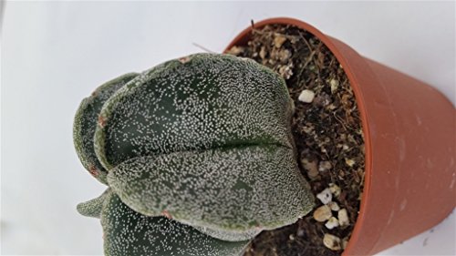 Pianta vera grassa da interno ASTROPHYTUM