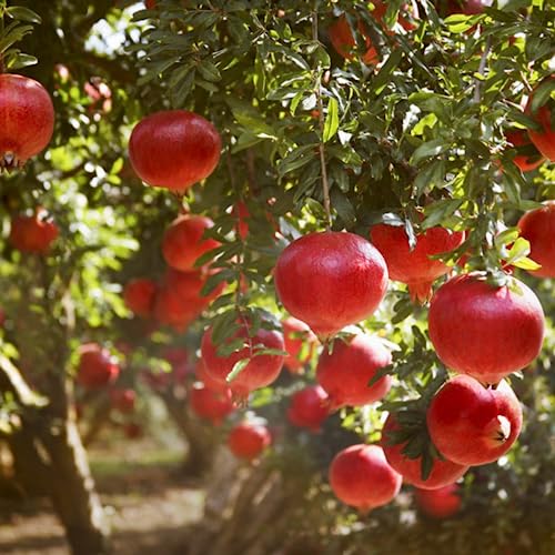 Weleda Romã - Sérum Hidratante Firmador 30ml