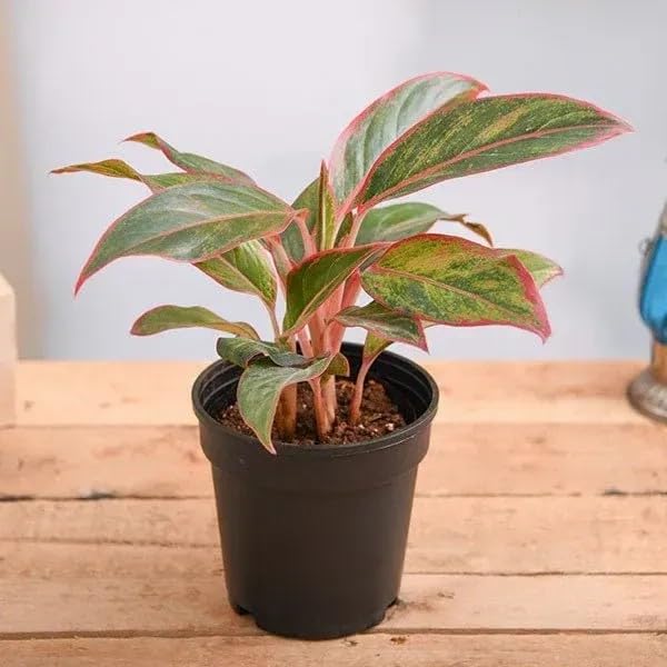 Plantorish_Aglaonema (Lipstick Single Stem) Natural Live Indoor Plant | Healthy Live Plant | For Home, Office, Livingroom, Bedroom, Garden Décor (Pack of 1)_F41