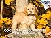 Calendario 2024 2025 con cuccioli di Cocker Spaniel, calendario...
