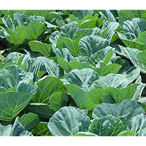 Collard Green Seeds for Planting &#...