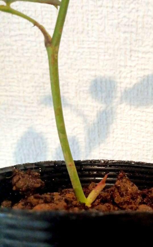 バラ苗 四季咲き　育てやすい挿し木苗　レア　海外種　入手困難 大苗 Amazon.co.jp: バラ苗 海外種 シュートあり 四季咲き 挿し木苗 : DIY