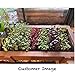 Organic Microgreens Growing Kit with Beautiful Wooden Countertop Planter, Soil & Organic Sunflower and Mixed Microgreens Seeds for 2 Crops. 100% Guaranteed to Grow.