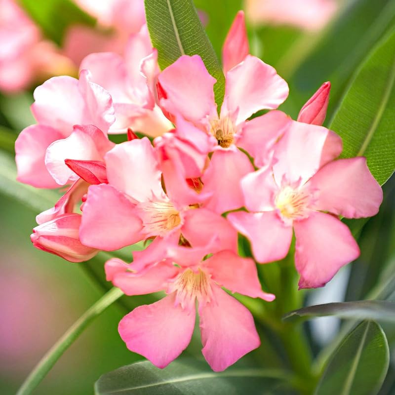 3 Oleander Plants, Pink Oleander Plants from 4 to 6 Inches Long, Oleander Well Rooted