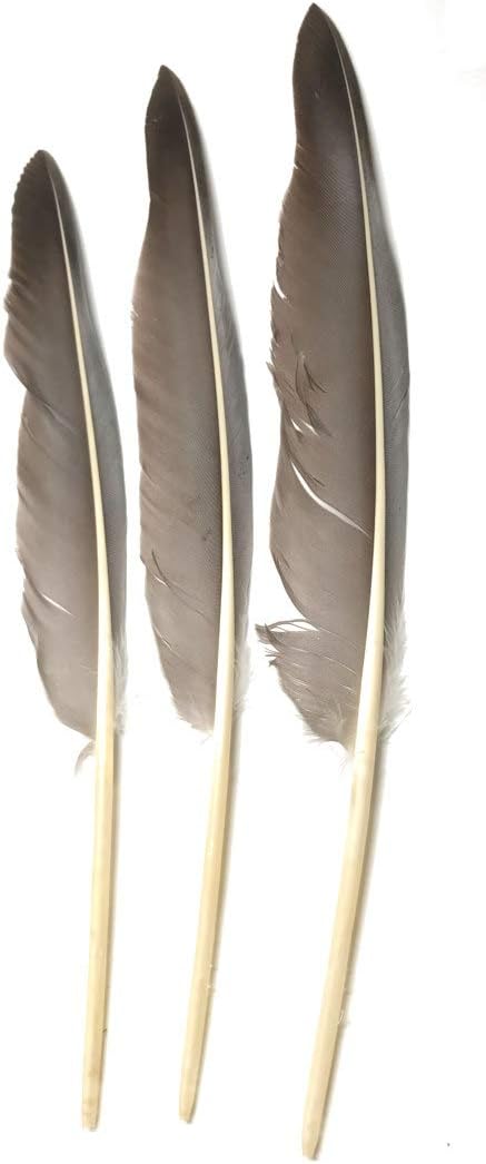 Gray Goose Wing Quills 9-12" (Gray, per 12)