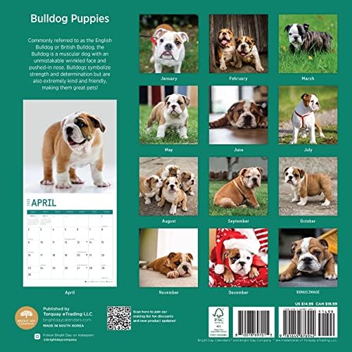 2023 Bulldog Puppies Monthly Wall Calendar by Bright Day, 12 x 12 Inch, Cute Dog