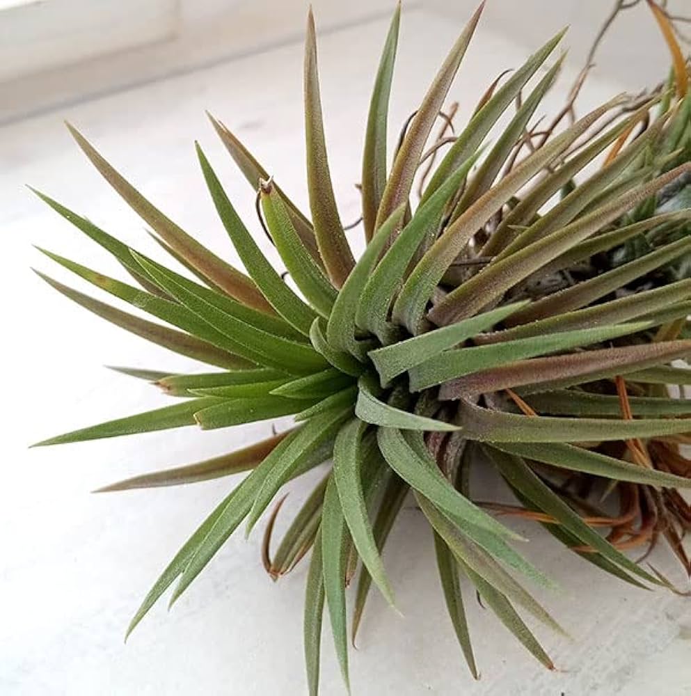 Amazon｜[タイ直輸入のエアプアンツ交配種]チランジア：Mayan