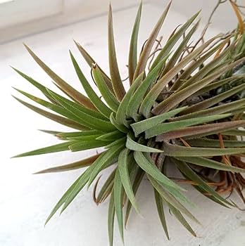 Amazon｜[タイ直輸入のエアプアンツ交配種]チランジア：Mayan