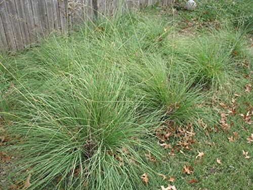 GETSO 800 : Weeping Lovegrass Eragrostis Curvula 200 thru 5000 Seeds Select Your Size