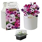 Pronto Seed Petunia Growing Kit with Decorative Milkchurn Planter | Flower Gift for Women | Unique Gardening Christmas or Birthday Gift Set (Petunia - Milk Churn Planter)