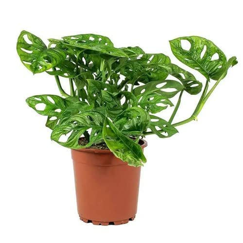 Soil Savers Real Live Philodendron Broken Heart Indoor Plant with Black Plastic Pot Monstera Adansonii (B0C7Q9QT9S) Amazon Price History, Amazon Price Tracker