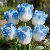 Winterharte Mehrjährige Tulpen - Bunte Mischung für atemberaubende Topf- & Gartenlandschaften, Heimdekoration-4 Rhizome-H