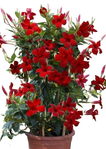 MANISHAS DAFFODILS Mandavilla Red Hybrid Live Plant | Fresh & Healthy Live Plants,Outdoor indoor plant For home Decoration (B0BXS8BHWB) Amazon Price History, Amazon Price Tracker