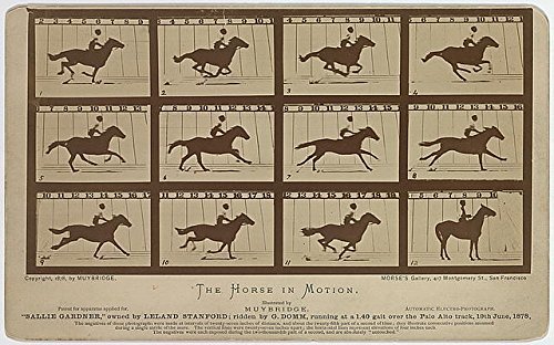 Amazon.co.jp: Photo : The Horse in Motion、動物Locomotion