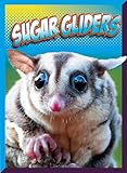  Sugar Gliders