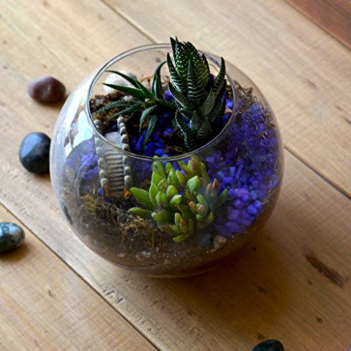 myBageecha - Sea of Haworthia Glass Miniature Bridge Terrarium Li...