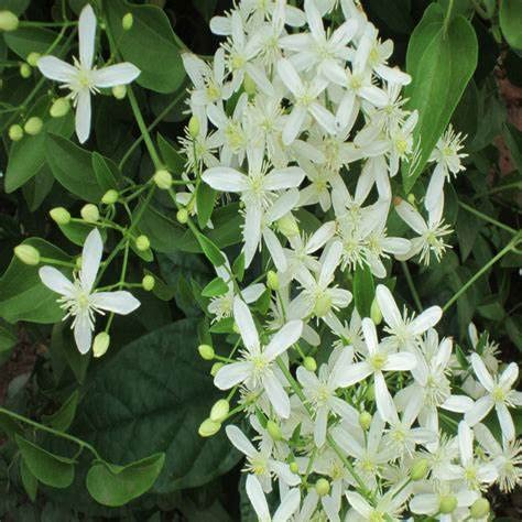 Mphmi Live Plant Nursery NCR Plants Clematis Plant gourian - Creepers & Climbers Flowers Garden Live Plant Nursery Indoor Outdoor Living Plants (B0C3XH5GND) Amazon Price History, Amazon Price Tracker