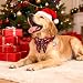 Weihnachtshalsband für Katzen und Hunde,Weihnachten Hundehalsband Einstellbar,Hunde Geschenke Weihnachten,Trainingshalsband(L)