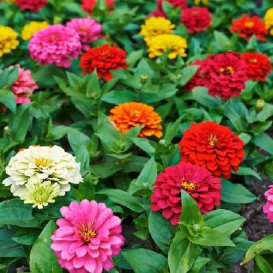 Splendour Seeds Zinnia flower seeds (B01NBAUQE4) Amazon Price History, Amazon Price Tracker