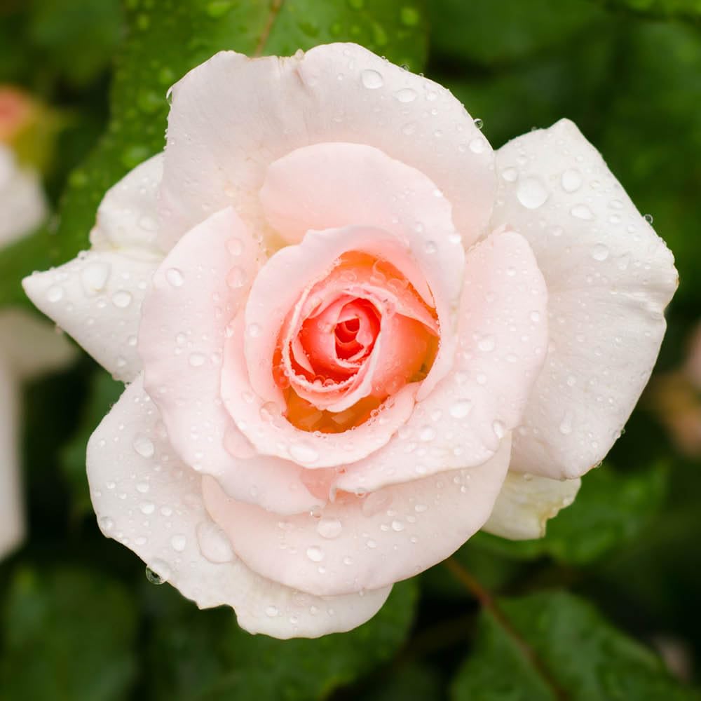 Yougarden Pink Harkness Rose 'Congratulations' ™, Established Rose In 4 Litre Pot, Ready To Plant, Roses, Grow In Pots, Beds, And Garden Borders, Fragrant Plants