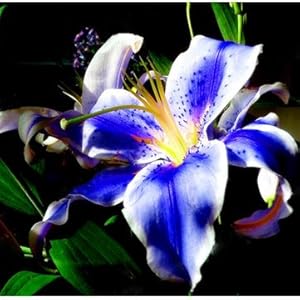 Semi di fiori di giglio blu generico Piacevole giardino di fragranze Fiori di bonsai Piantagione di bonsai – Blu-100 pezzi/confezione: Only Seeds