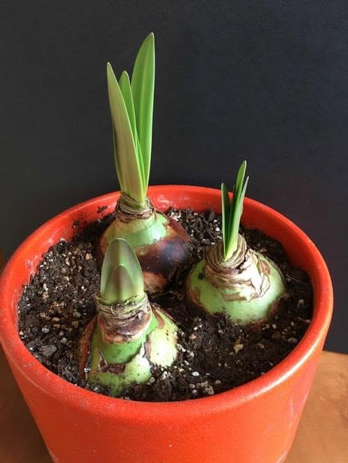 Amaryllis Lily Bulbs (Pack of 2 Extra Large Size) – Easy to Growing Summer Flowering Plant – Red/Pink/White Mixed Hippeastrum Bulbs_-image-17