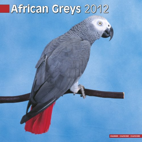 Calendrier 2012 African Greys une idée cadeau originale pour ornithologue