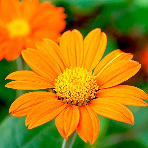 OL Seeds Tithonia Summer Flower Seeds (Pack of 20-25) (B07DY7LDRS) Amazon Price History, Amazon Price Tracker