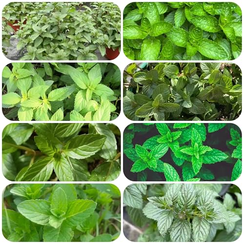 semillas de menta perenne resistente - semillas de plantas plantas verdes semillas de hortalizas jardín de plantas Plantas de balcón resistentes al invierno semillas de plantas de 550pcs