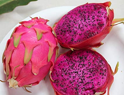 JCSSUPER 100 PCS RED DRAGON FRUIT CACTUS RARE EXOTIC IMPORTED