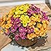 Daisy Artificial Flowers for Outdoors Decoration, 6 Bundles Fake Flowers Bouquet Silk Flowers for Outside Look Real UV Resistant Faux Flowers Plant for Planter Front Door Porch Patio Garden Home, Mix