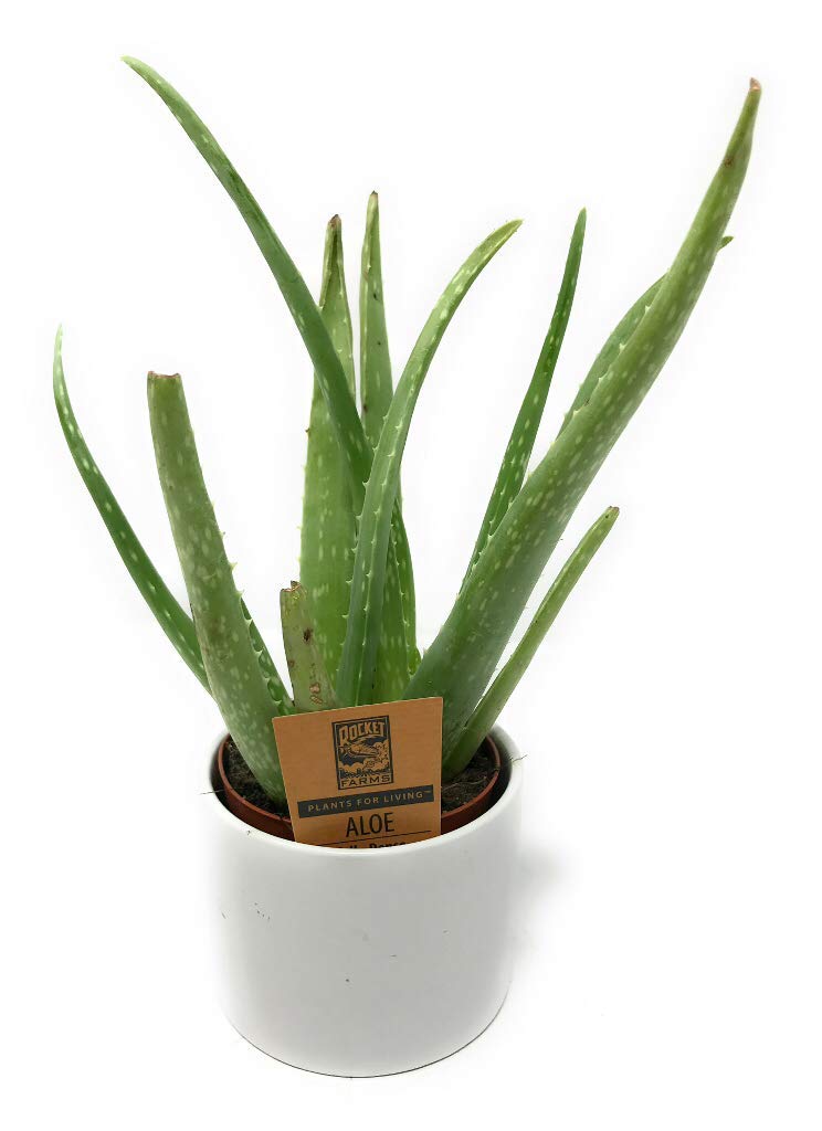 Plant Aloe 4 Inch | Grocery Pickup & Delivery | Whole Foods Market