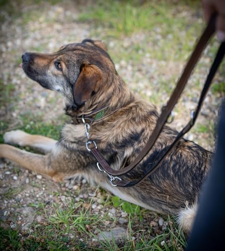 Jack & Russell Premium Hundeleine 2,0m Leder - Hunde Führleine verstellbar - Büffellleder, Neopren & Edelstahl Karabiner, Lederleine braun Tymothy (Braun)