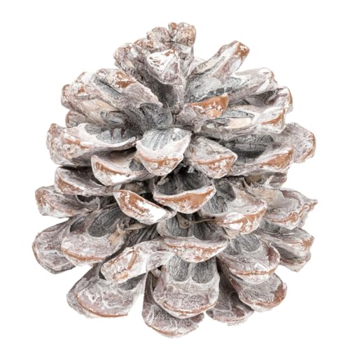 NaDeco Pinienzapfen in Weiß, Größe ca. 8-12cm, 12 Stück | Pinus...