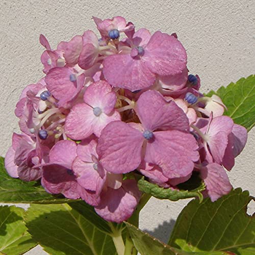 紫陽花　美品 Amazon.co.jp: 西洋紫陽花 美少女 15cmポット : DIY・工具・ガーデン