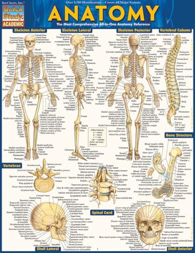 Quickstudy 9781423222781 Anatomy Quickstudy Laminated Reference Guide thumb #1