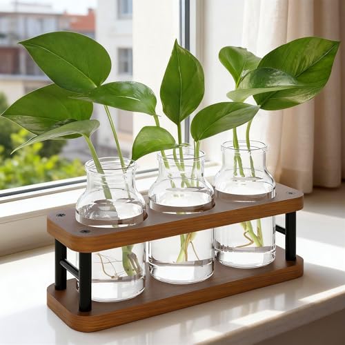 Vases de propagation en verre pour sauver vos boutures sans risque de pourriture