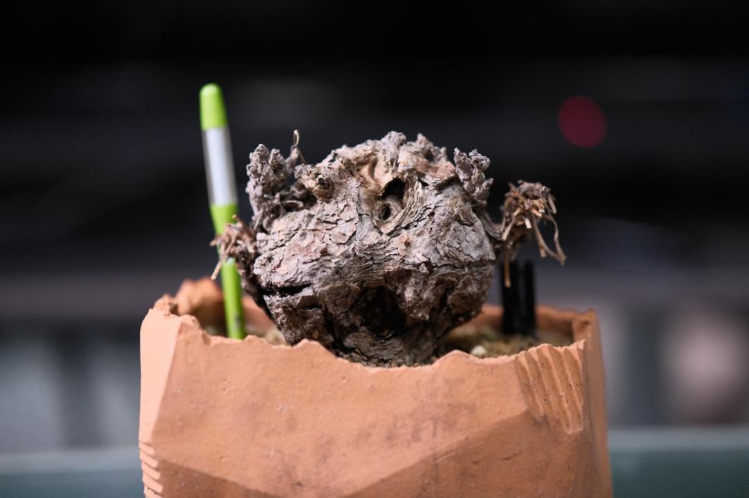 【塊根植物】 ペラルゴニウム トリステ現地株＋N/OH 澪標 塊根植物】 ペラルゴニウム トリステ現地株＋N/OH 澪標 現品限り