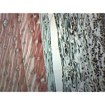 باين Xylem &amp; Tracheids ، القسم الطولي - شريحة ميكروسكوب محضرة - 75 &times; 25 مم - علم الأحياء والميكروسكوب - مختبرات Eisco
