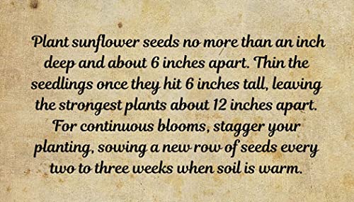 Sunflower Seeds for Planting to Plant Mammoth Sunflower Seeds Packet of About 100 (Asteraceae Asterales) Flower Seeds! - Thumbnail 5