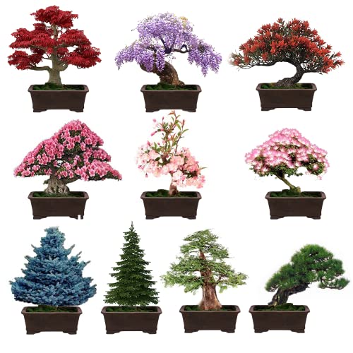 Mix Bonsai Tree Seeds for Planting – 10 Popular Varieties Heirloom Japanese Red Maple, Wisteria, Sakura, Black Pine, Acacia, Blue Spruce, Dawn Redwood, Metasequoia, Flame Tree, Judas Tree 300+